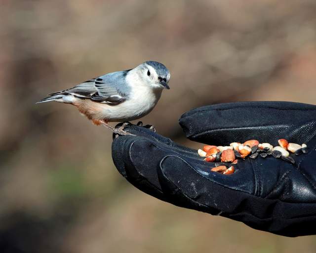A bird sitting on a gloved hand eating seeds.