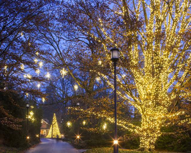 Trees with holiday lights lit up at night at Longwood Gardens in Kennett Square