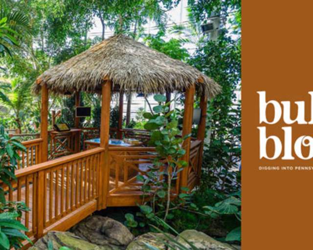 Tropical Staycation