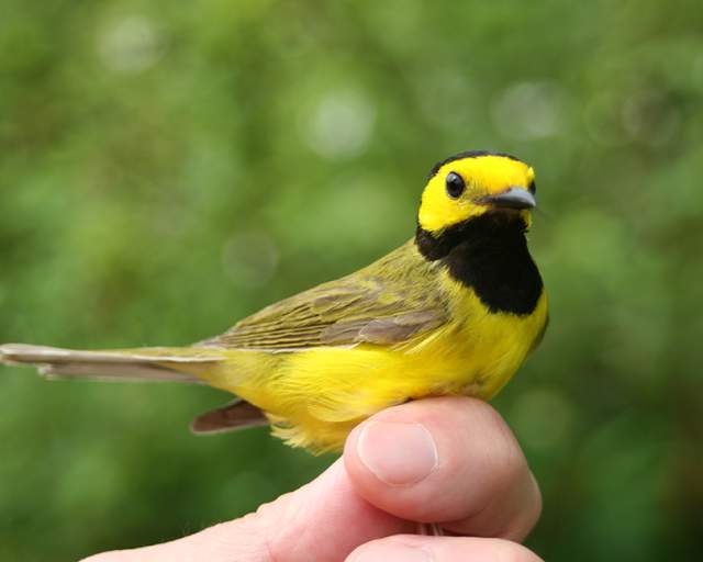 Bird Watching in Pennsylvania