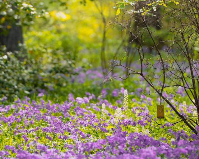 Purple flowers in a field