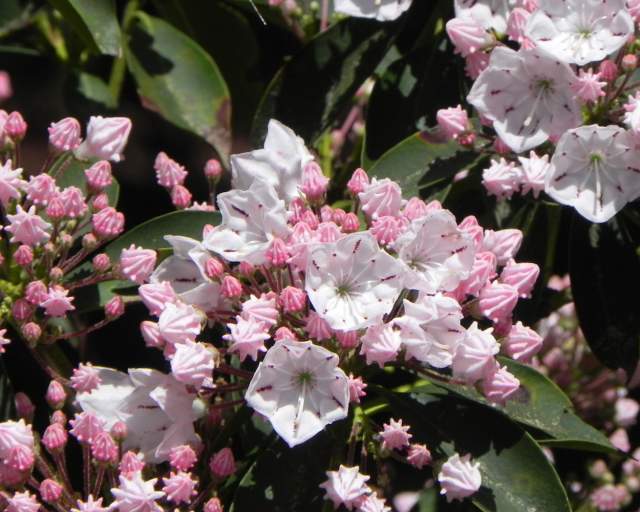 Best Hiking Trails to See the Wildflowers of Pennsylvania