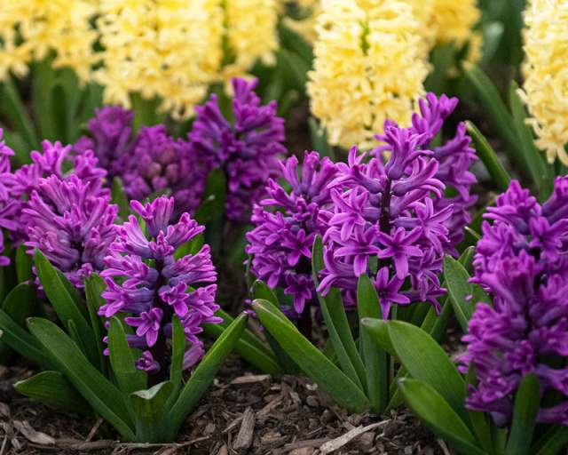 Pennsylvania’s Public Gardens Beckon