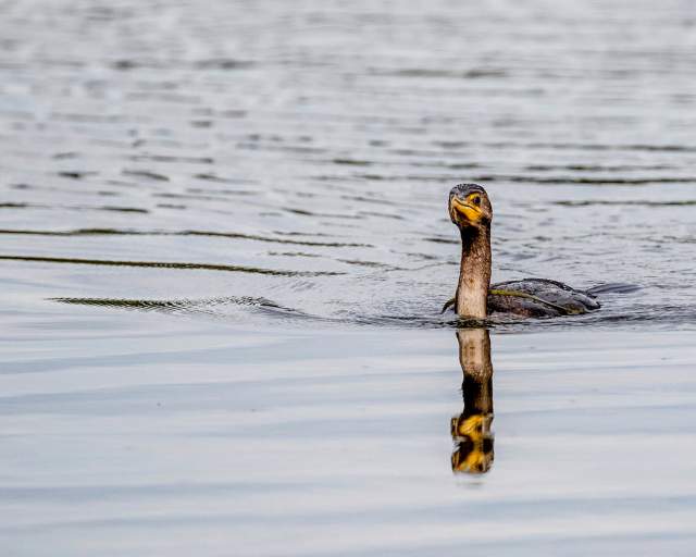 Bird Watching Lake Nature Animal