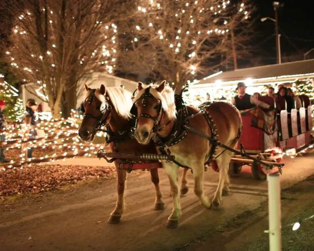 A horse drawn carriage at night with holiday lights on trees