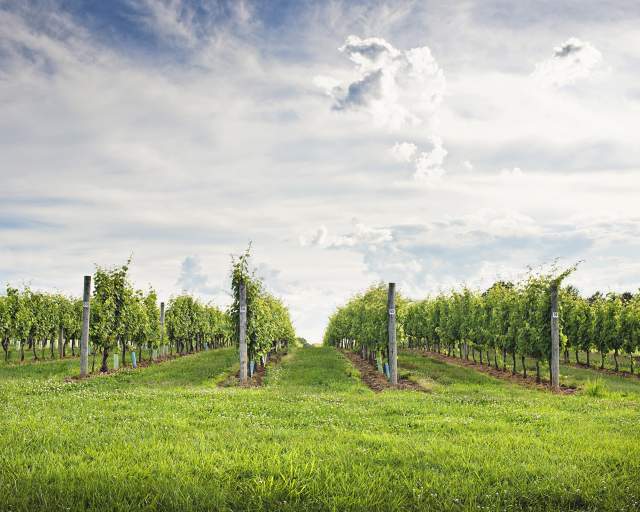Exploring Pennsylvania Wines: A Taste of History and Terroir