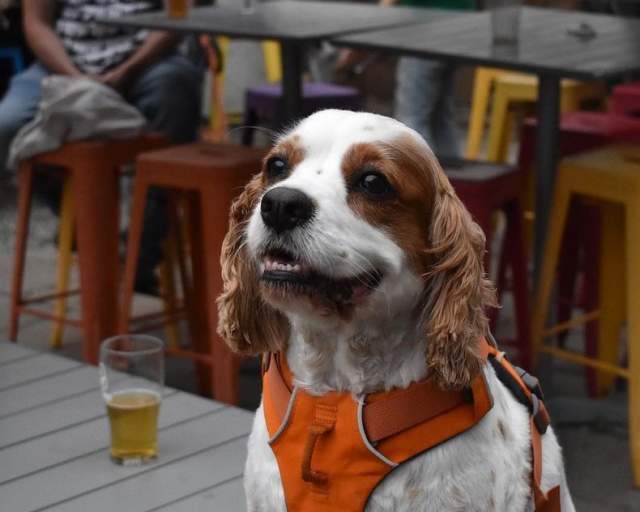 Pet-Friendly Breweries in PA