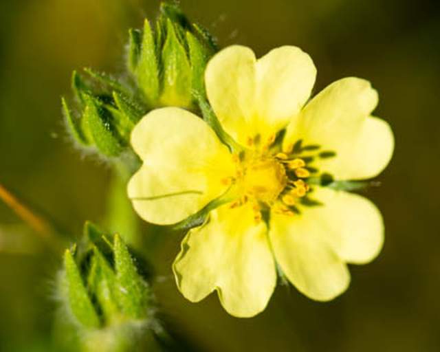 Cinquefoil