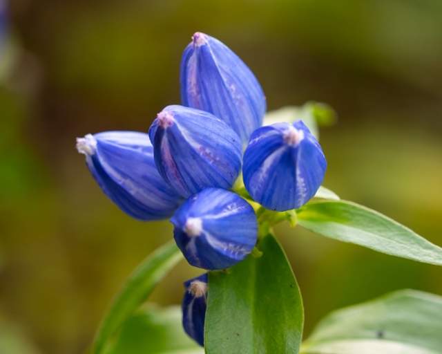 Closed Gentian