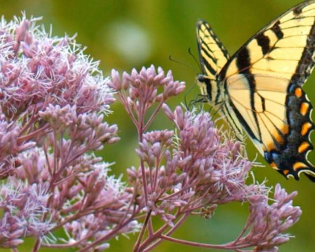 Joe-Pye Weed