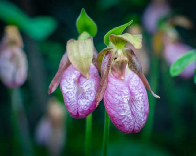 Pink Ladyslippers