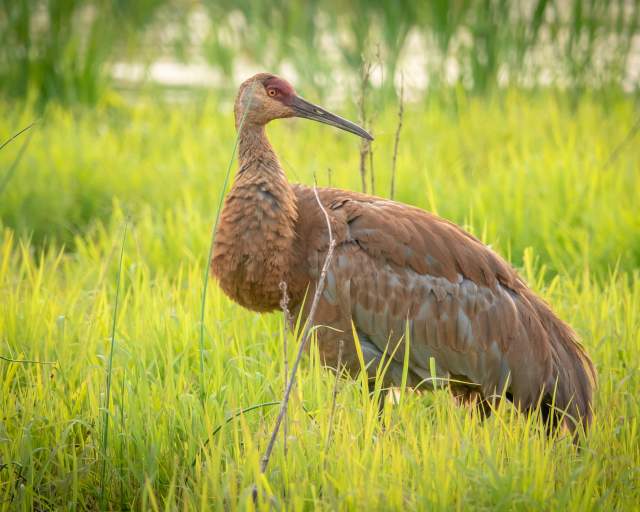 A sandhill crane looks back at something in the distance. It stands in a marshy area with vegetation.