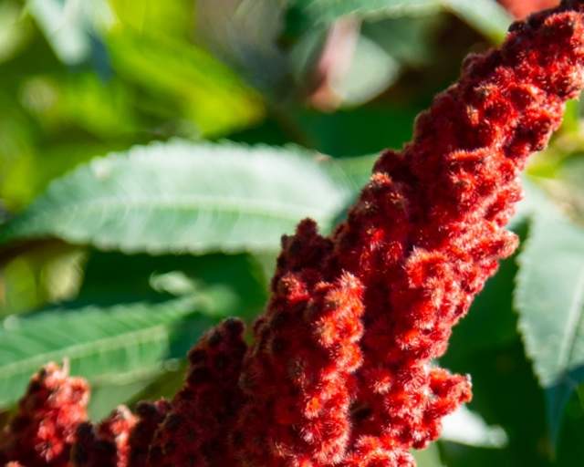 Stag's Horn Sumac