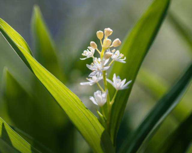 Starry False Solomon's Seal