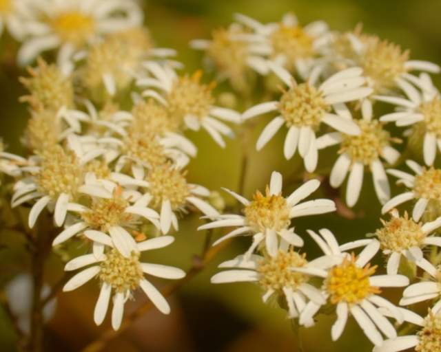 Umbellate Aster