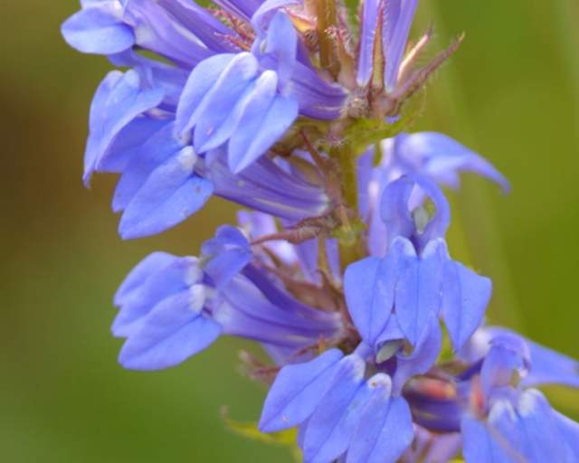 Blue Lobelia