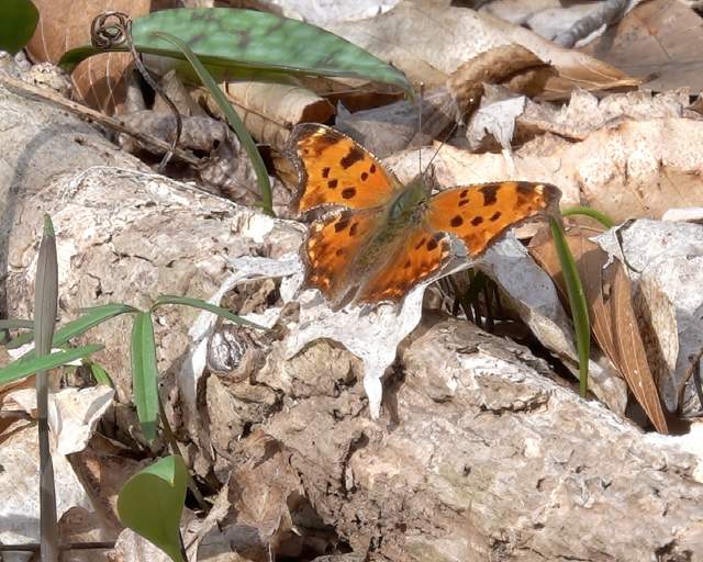 Comma Butterfly with open wings