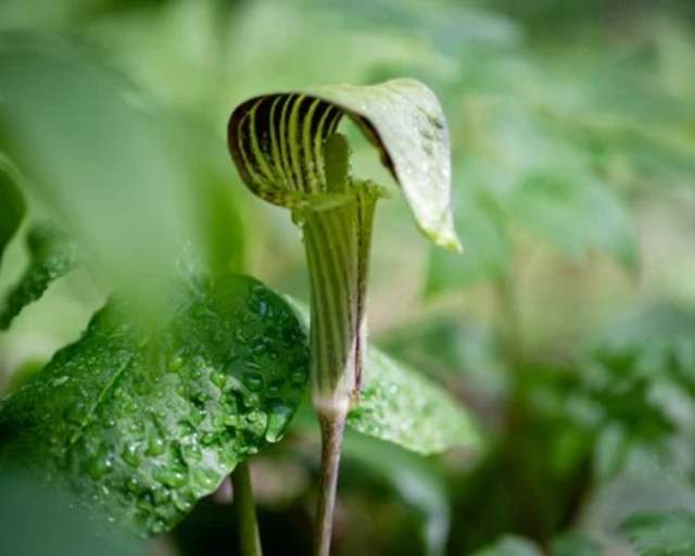 Jack in the Pulpit