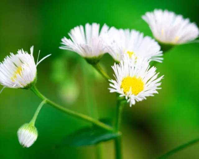 Prairie Fleabane