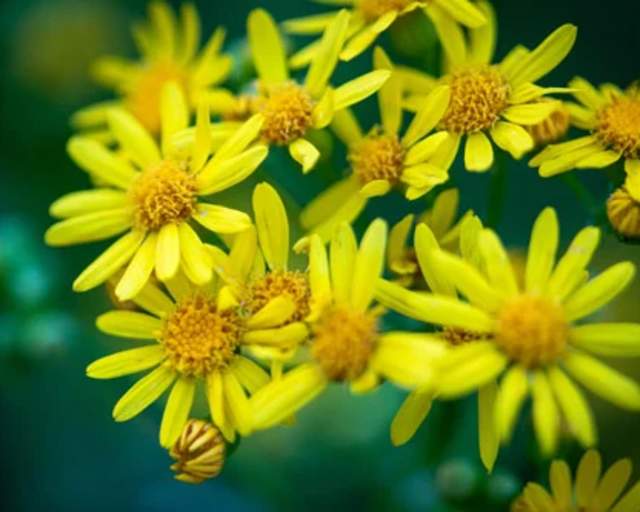 Ragwort