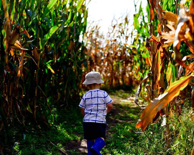 kid in a cornfield