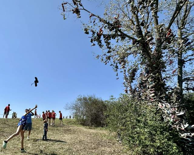 Shoe Tree throwing shoes