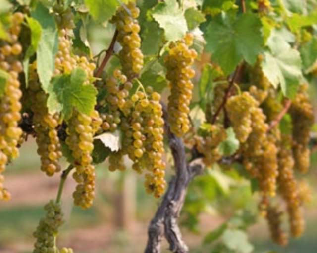 Berks County Wine Trail