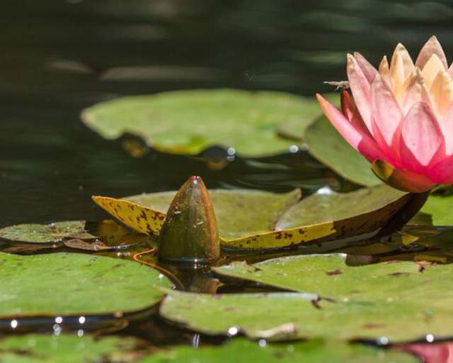 Rodef Shalom Biblical Botanical Garden