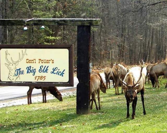 Big Elk Lick Horse Camp