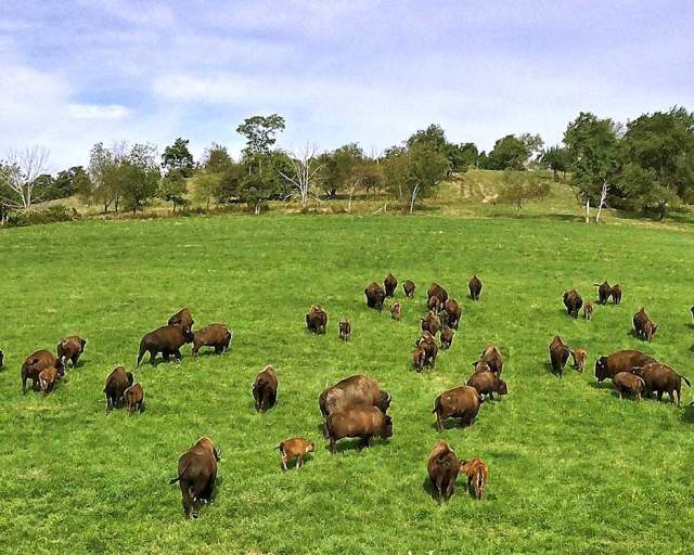 The Bison Corral