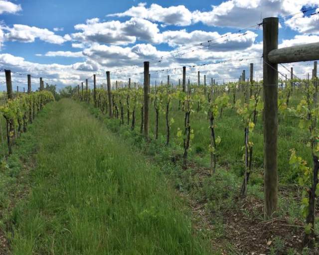 Briar Valley Winery