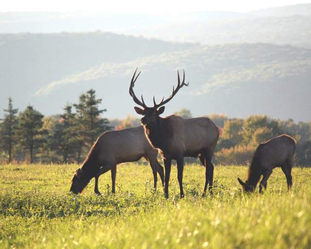 Elk Scenic Drive