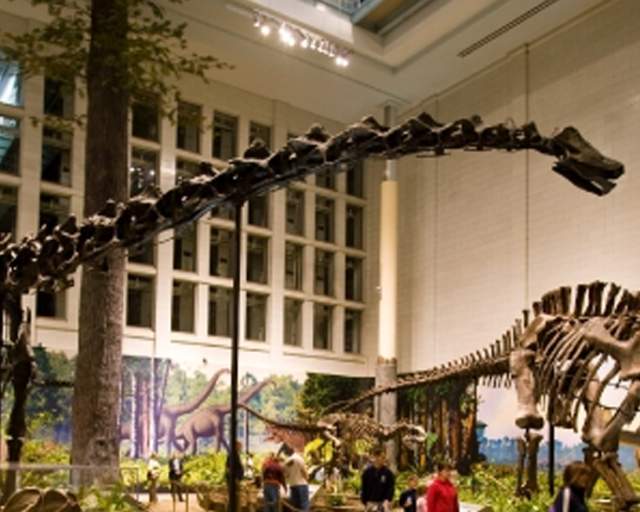 Carnegie Museum Of Natural History