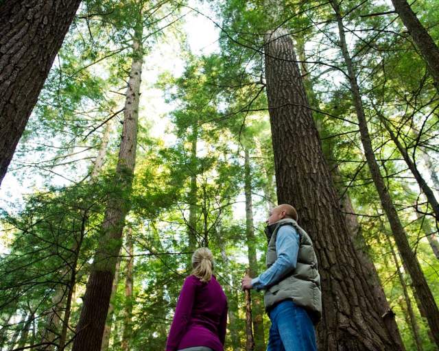 Cook Forest State Park