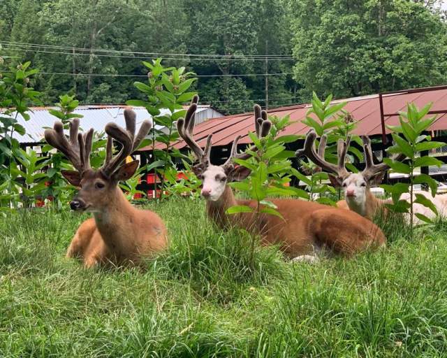 Double Diamond Deer Ranch