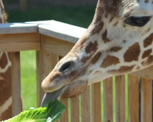Elmwood Park Zoo