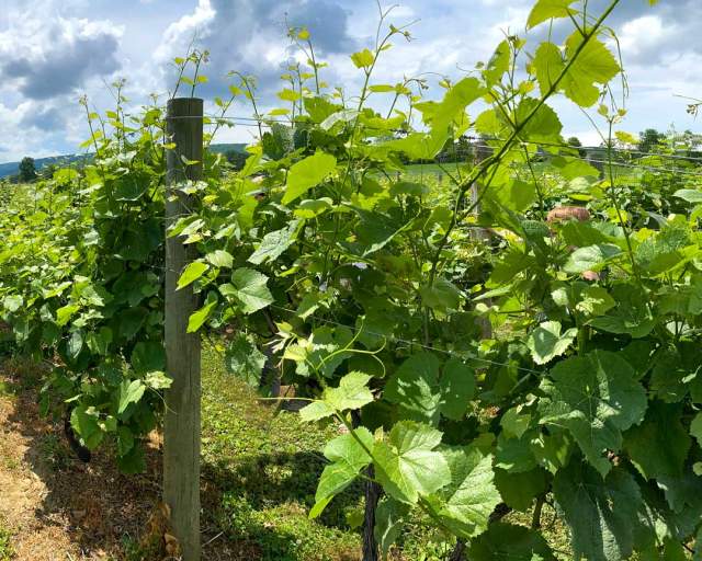 Juniata River Valley Wine Trail