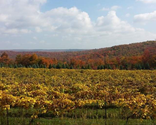 Lopez Winery and Vineyard