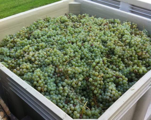 Manatawny Creek Winery
