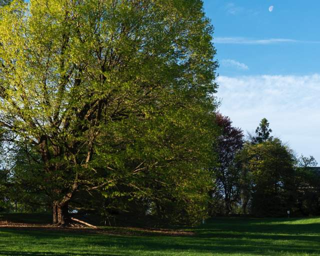 The Louise Arnold Tanger Arboretum