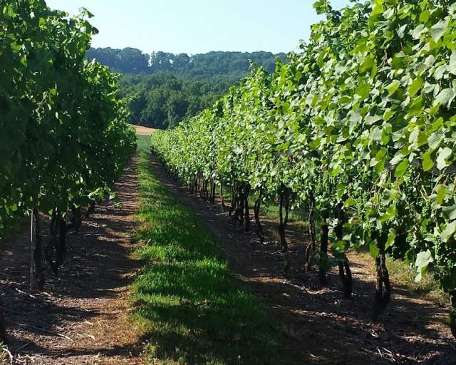 Armstrong Valley Winery