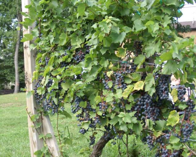 Ripepi Winery & Vineyard