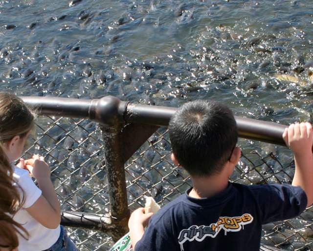 Pymatuning Spillway Area & Trail