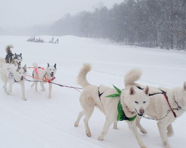 Arctic Paws Dog Sled Tour
