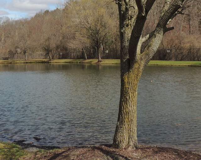 Big Brown Fish And Pay Lake