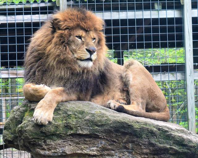 Claws 'N' Paws Wild Animal Park
