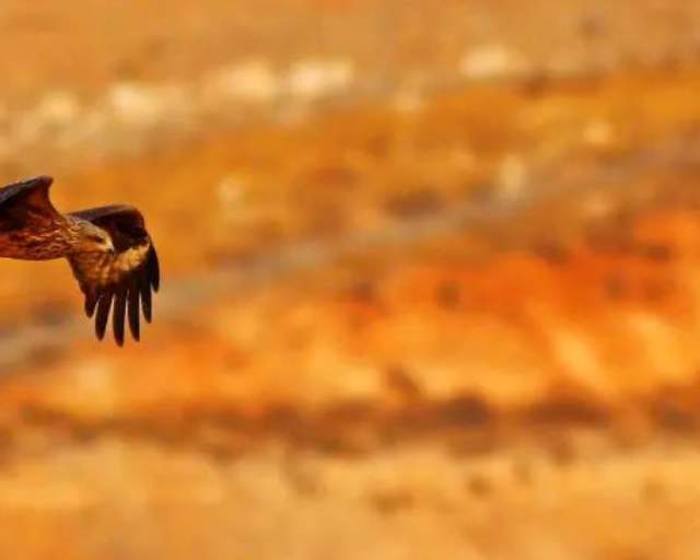 Hawk Mountain Sanctuary
