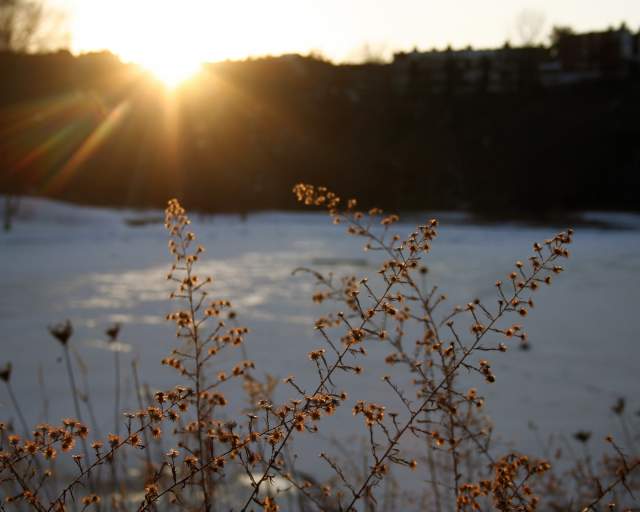 Ice Skating At Schenley Park