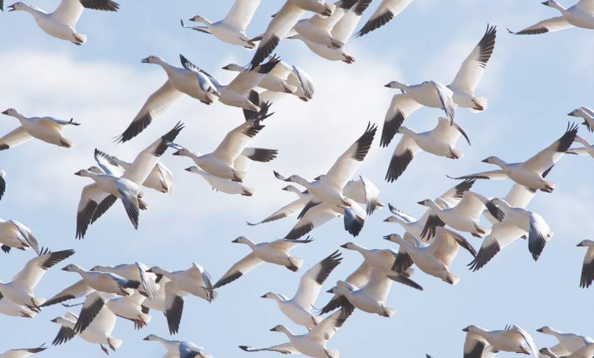 Bombay Hook Bird Flock