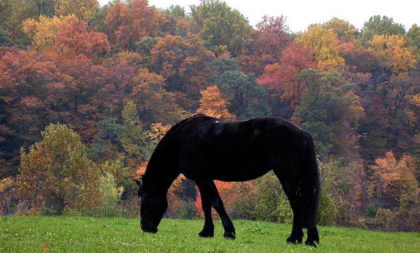 Carousel Park & Equestrian Center